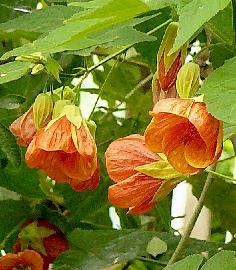 Abutilon Hybride - oranje bloei 