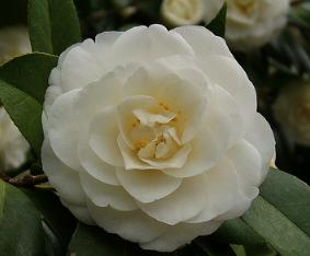 Camelliaperfectionwhite