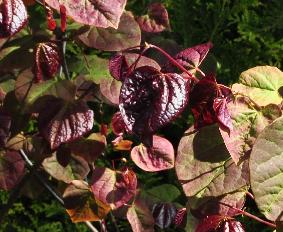 Cercis canadensis 'Forest Pansy' spring leaves