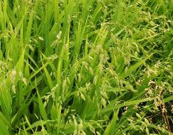 Chasmanthium latifolium fam Poaceae