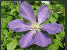 Clematis 'Luther Burbank'