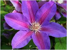 Clematis 'MRs N Thompson'