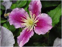 Clematis 'Piilu'  bloem