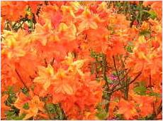 RhododendronAKGlowingEmbers