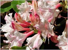 Rhododendronviscosumcloseupbloemen