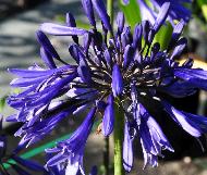 Agapanthus 'Midnight Blue'flower closeup2