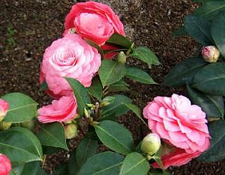 Camellia japonica 'MrsTingley'