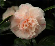 Camellia japonica 'Jury's Yellow '