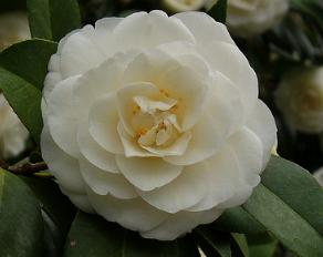 Camelliaperfectionwhite