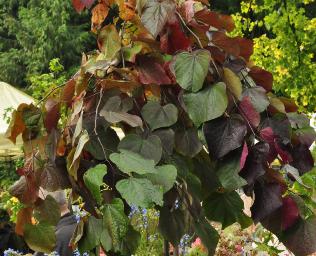 Cercis_canadensis_Fores_Pansy