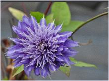 Clematis 'Multi Blue' bloemcloseup