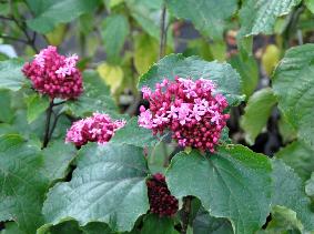 ClerodendrumBungeivn