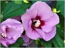 HibiscussyriacusPinkGiantbloemencloseupbijenplant