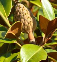 MagnoliagrandifloraGoliathvruchtvn