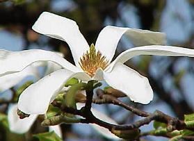 Magnoliakobus