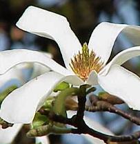 Magnoliakobus