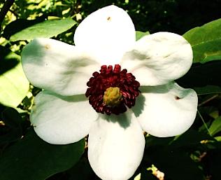 Magnoliasieboldii