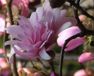 MagnoliastellataRosea