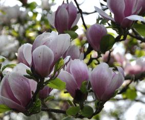 magnoliaxSoulangeanaCloseupVN