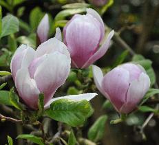 magnoliaxSoulangeananice