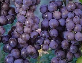 Vitis_vinifera 'Muscat d'Hambourg'  druivelaar - buitendruif