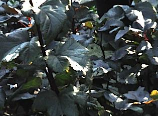 PhysocarpusopulifoliusDiabolovierkantefoto