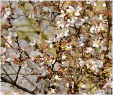 Prunus incisa Praecox flowersvn