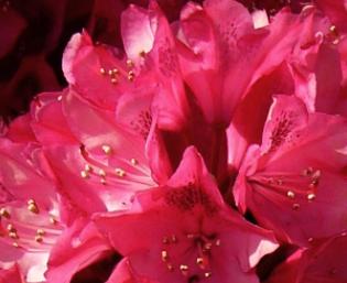 RhododendronhybrideNovaZembla