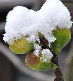Vijgen in de sneeuw - Ficus Carica VN