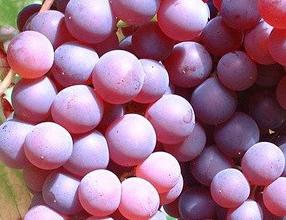 Vitis vinifera 'Chasselas rosé'