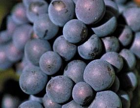 Vitis  vinifera 'Muscat Bleu' druivelaa
