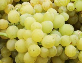 Vitis vinifera 'Palatina' -  Duitse witte buitendruif-
