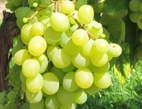 Vitis vinifera 'Romulus' -  witte pitloze druif 