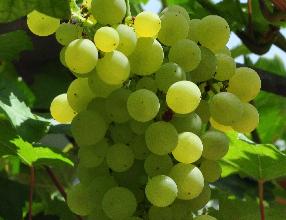 Vitis vinifera 'Muscat d'Alexandrie - zoete muskaatdruif